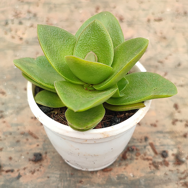 Crassula Green - 1pcs