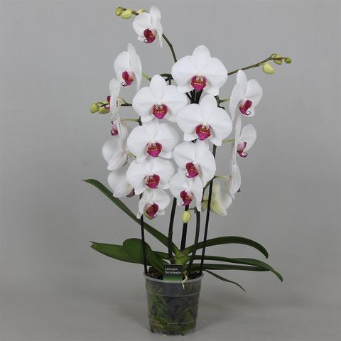 Phalaenopsis Orchid With Flower, White With Pink - 1pcs