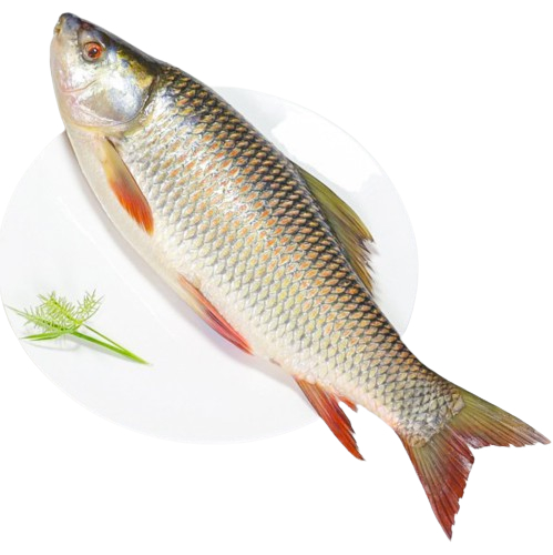 Rui/রুই - Whole/ গোটা (From 1.5kg-2.5kg) - 2.5kg, Rate 160Rs/Kg