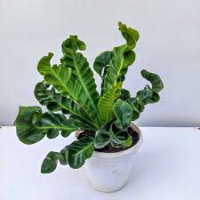 Cobra Fern  - 1pcs