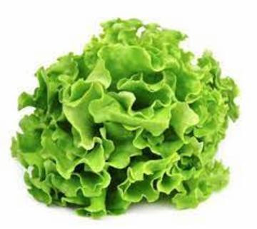 ALFACE MIMOSA NAKASHIMA UN