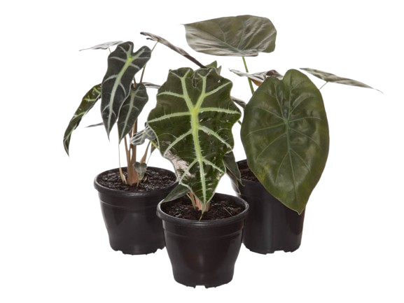 ALOCASIA P12