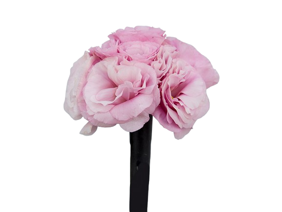 ROSA SPRAY MACO