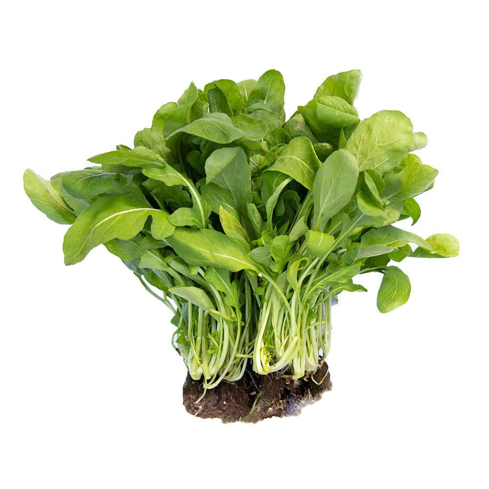 RUCULA HIDROPONICA SHIMODA UND