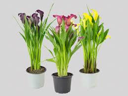 CALLA COLORIDA P14