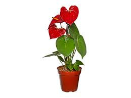 ANTHURIUM P12