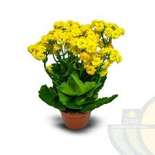 KALANCHOE DOBRADO MIN 11