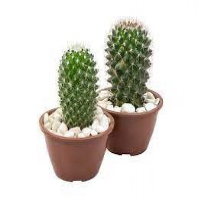 CACTUS RAIZ PROPRIA P11