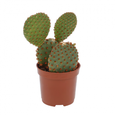 FLOR CACTUS COLOURS P06