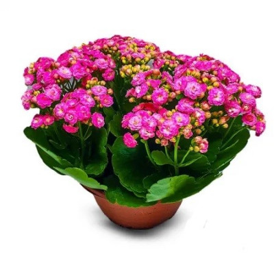 FLOR KALANCHOE DOBRADO MINI P09