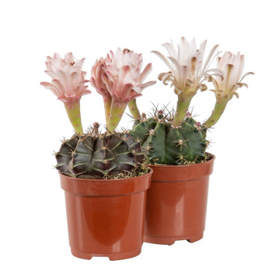 CACTUS GYMNOCALYCIUM MIHANOVICHII P06