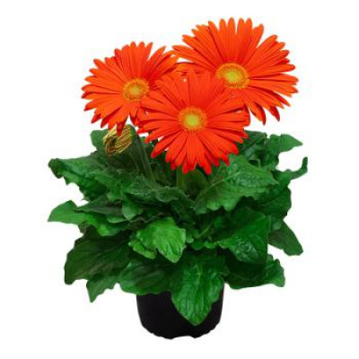 FLOR GERBERA MINI 3FLORES P14