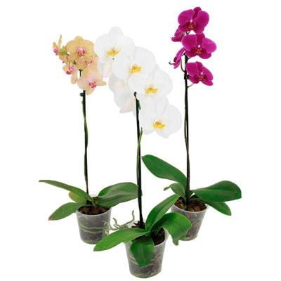 FLOR PHALAENOPSIS ESPECIAL P12