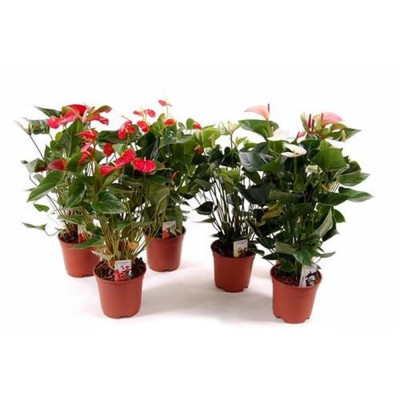 FLOR ANTHURIUM VARIADO P17