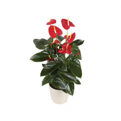 ANTHURIUM P15 UN