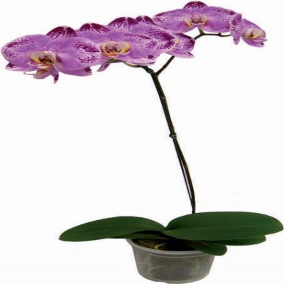 PHALAENOPSIS P12 UNIDADE