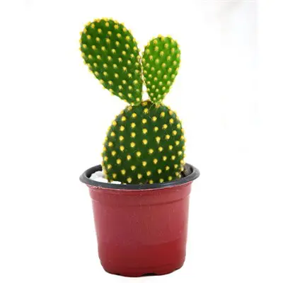 PLANTA CACTUS MINI P-06