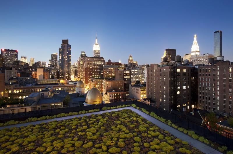 Green roof with NYC skyline in the background
