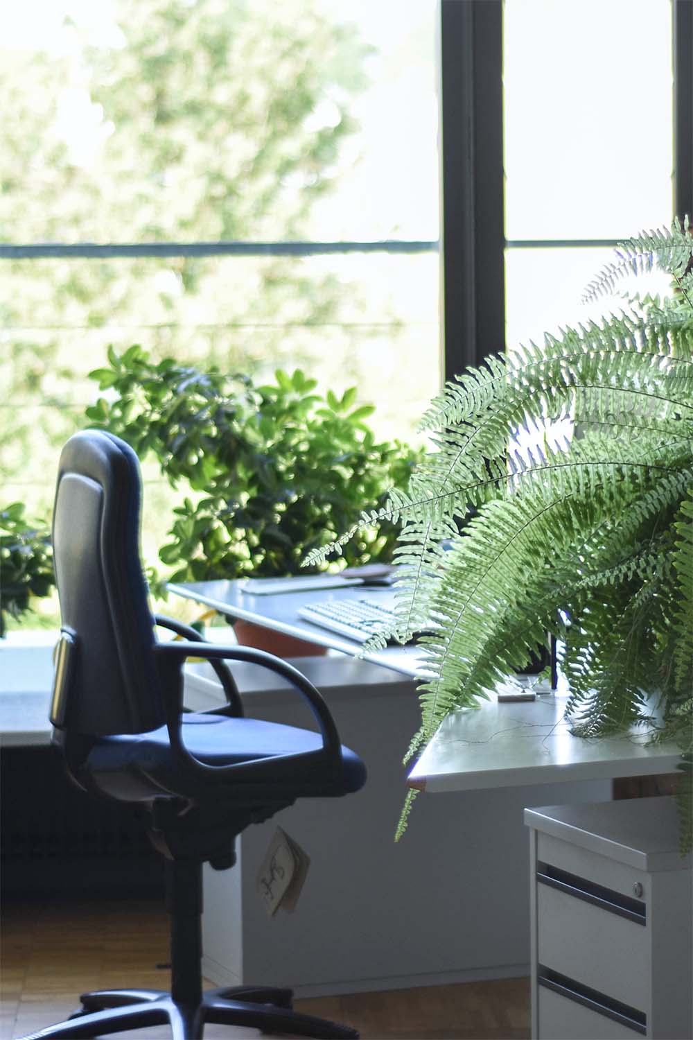 An office desk with green plants on it