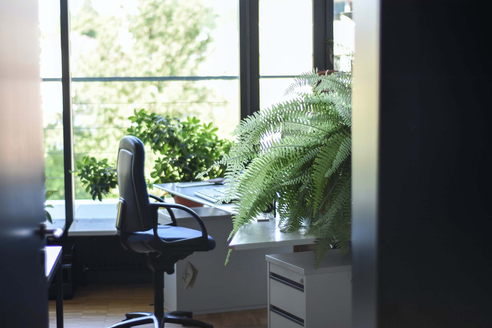 An office desk with green plants on it