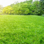 types of lawn grass.jpg