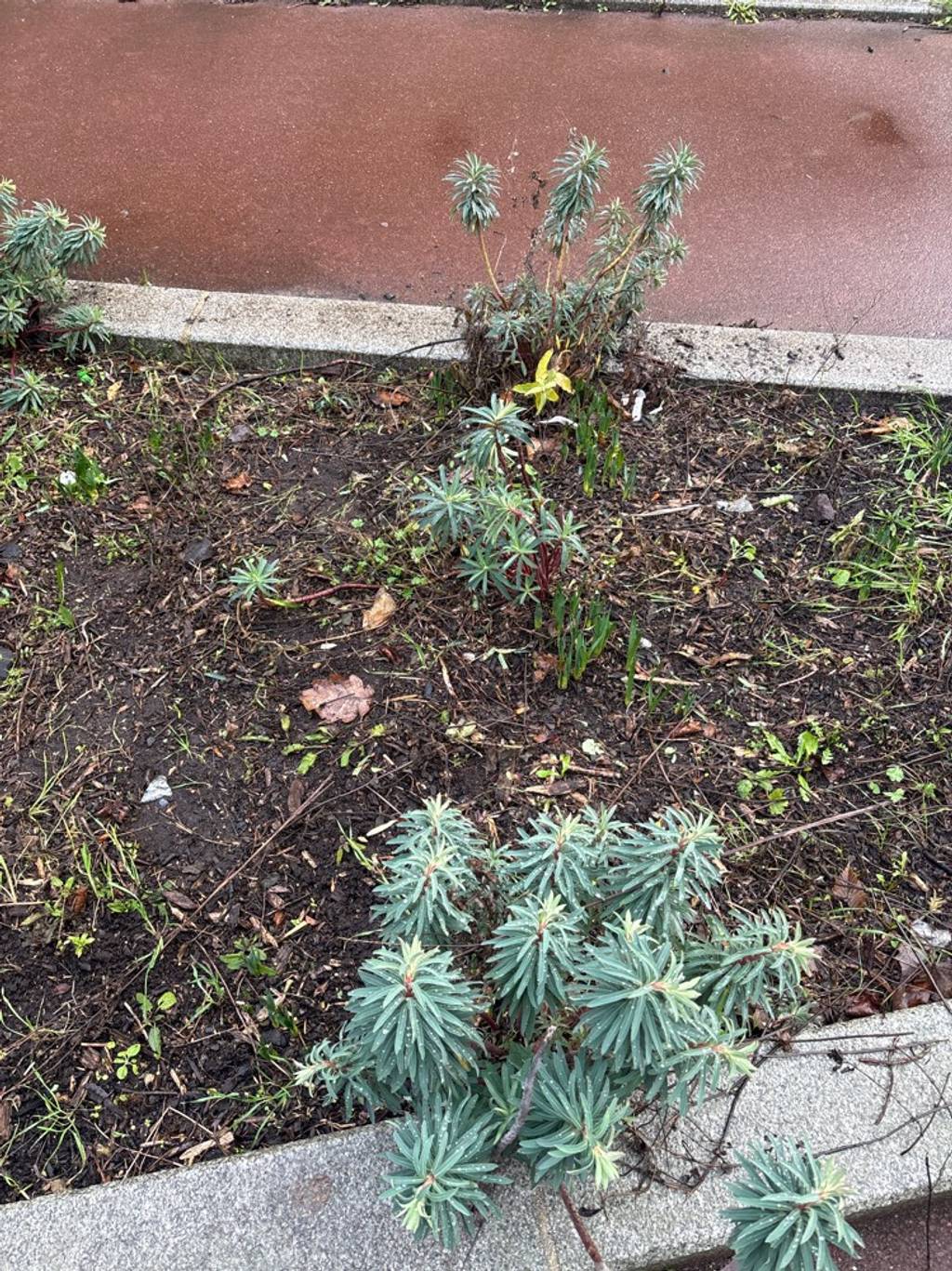 Photo 5 - Espaces verts abandonnés et déchets