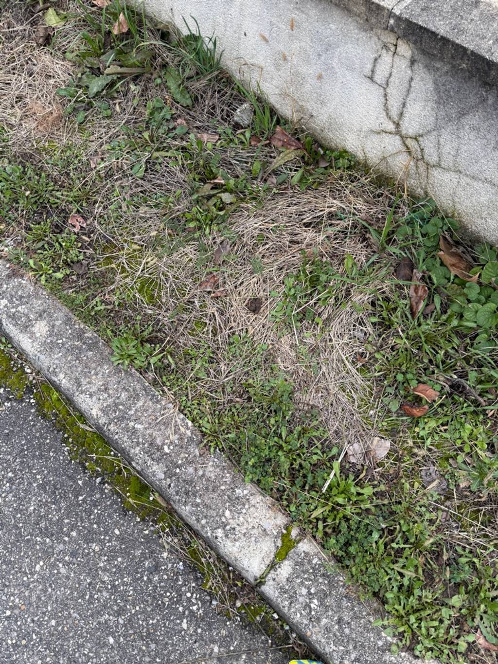 Photo 4 - Déjections canines rue de Plein Sud