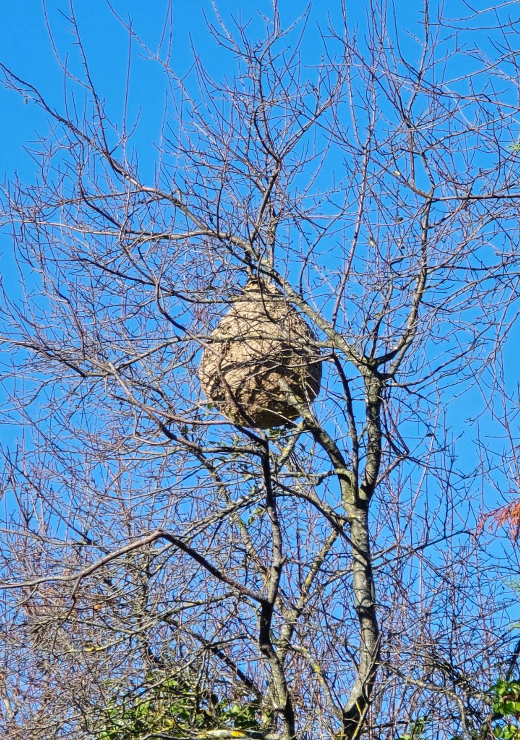 Présence de nids de frelons asiatiques.