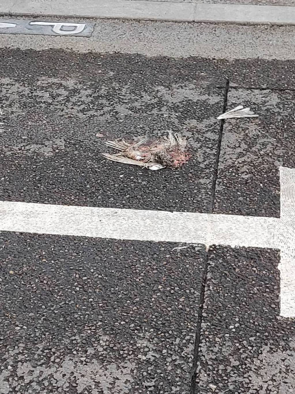 Animal mort sur la voie publique.