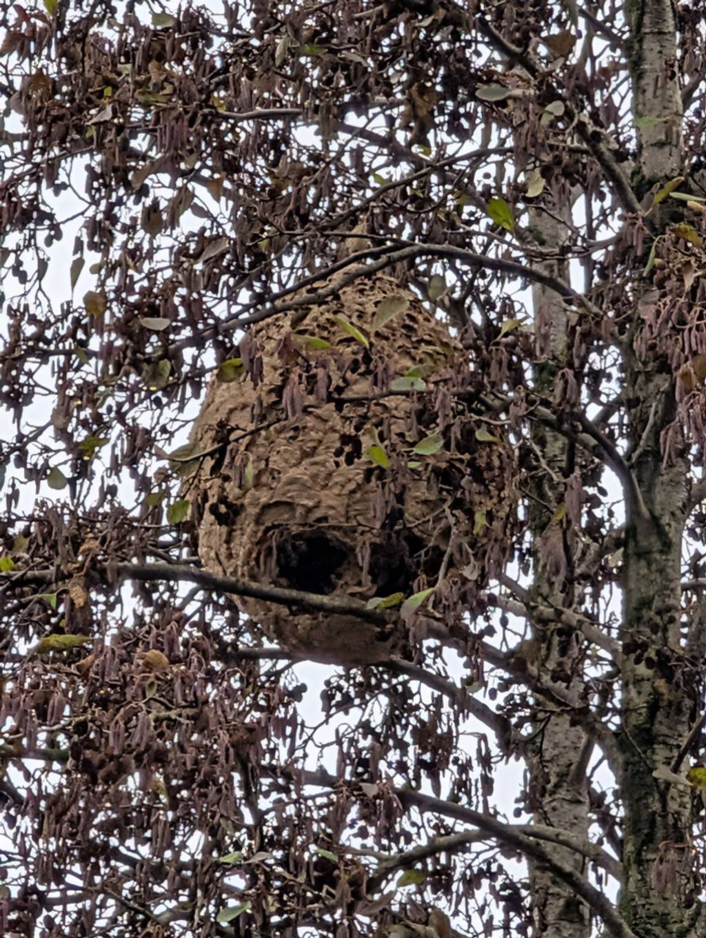 Nid de frelons dans arbre, demande d'intervention.