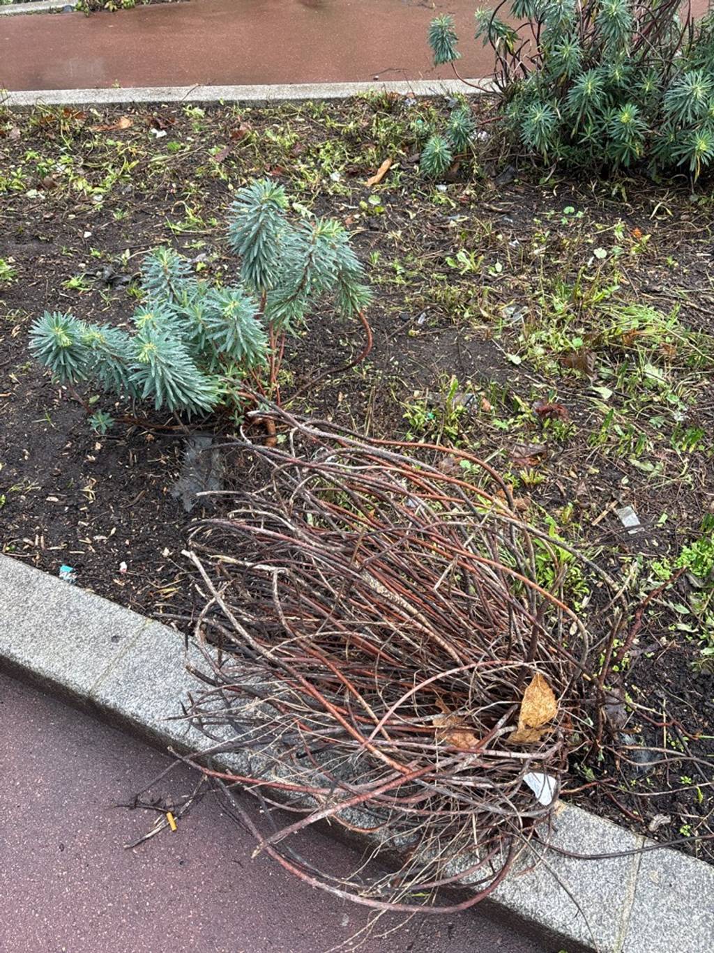 Photo 4 - Espaces verts abandonnés et déchets