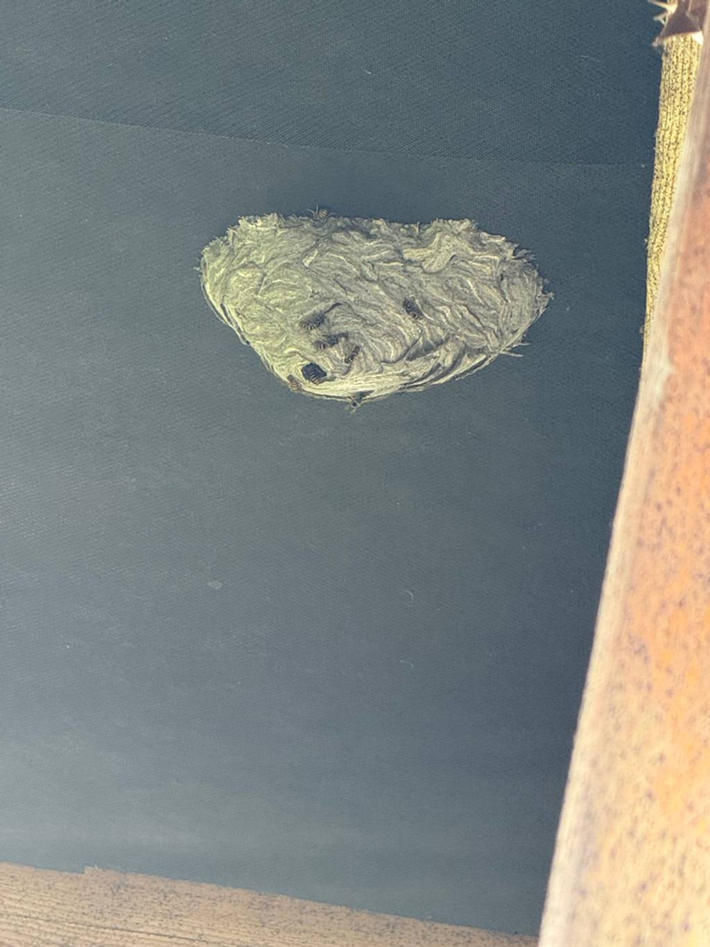 Nid de guêpes à l'adresse indiquée.