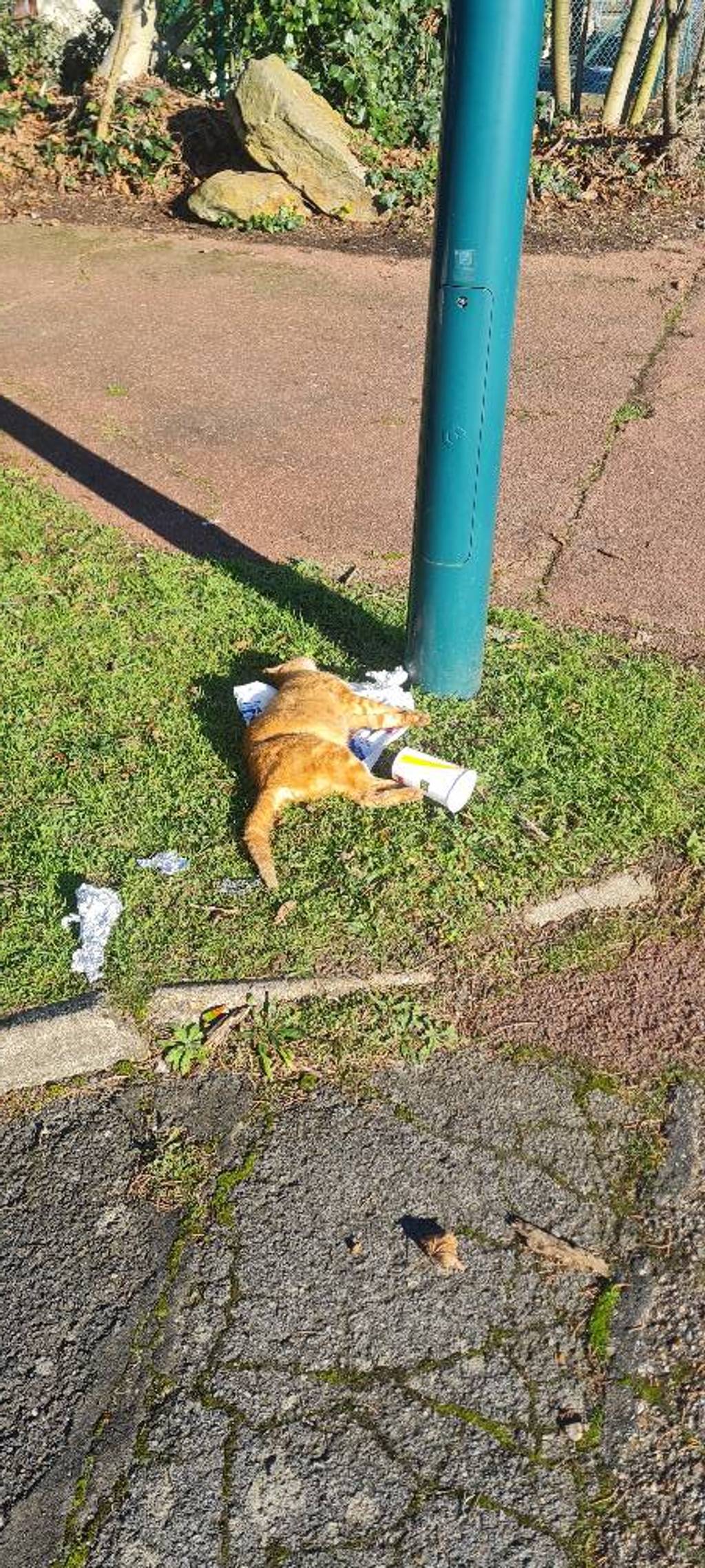 Trouvé chat mort près d'un candélabre.