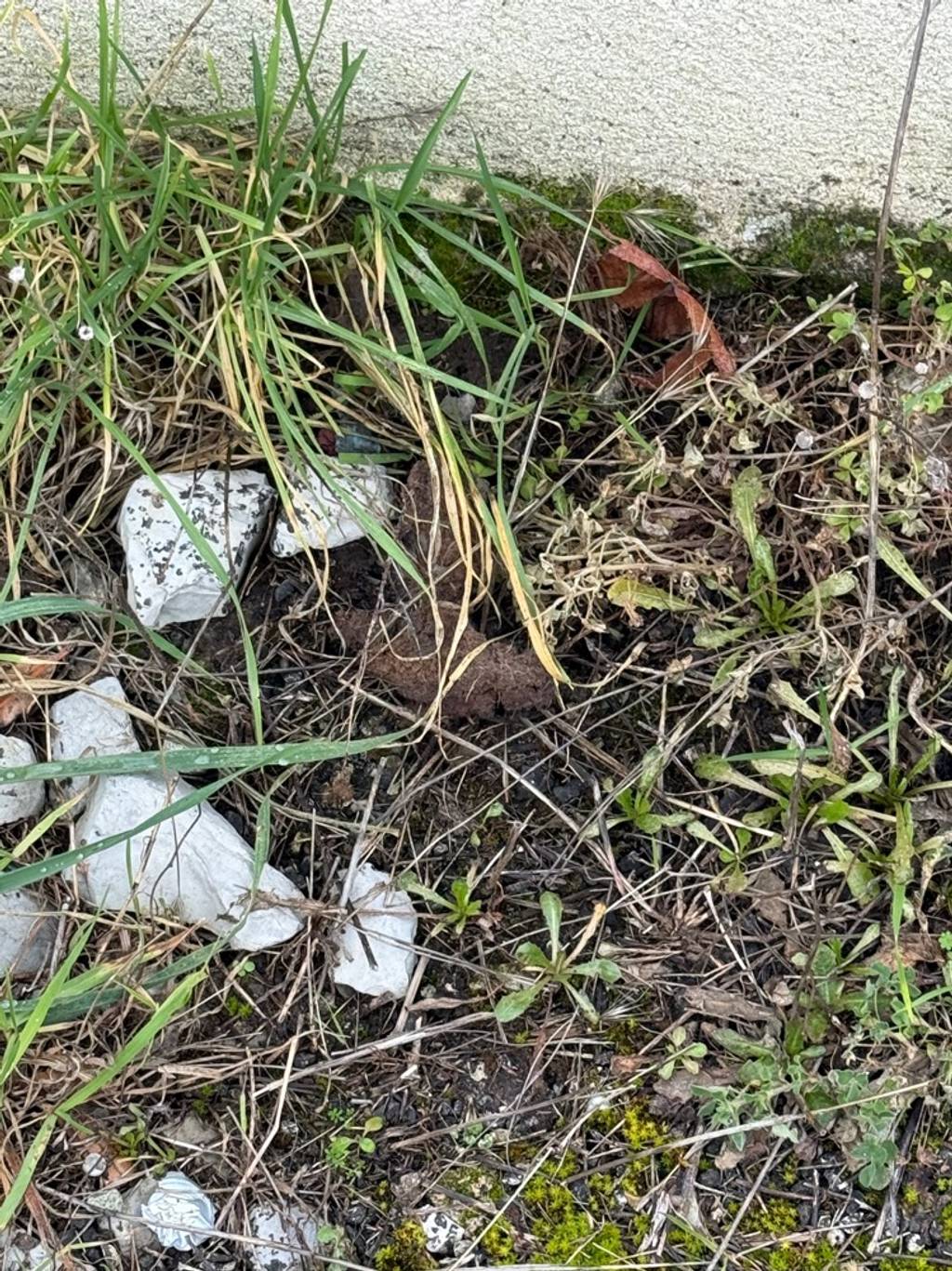 Déjections canines rue de Plein Sud