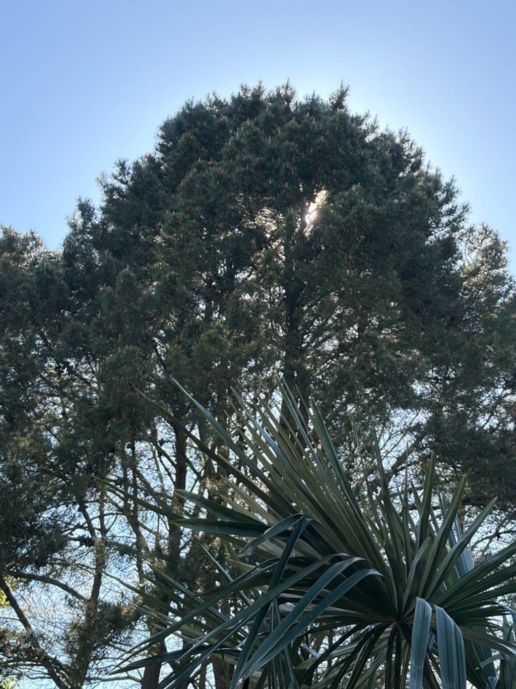 Photo 5 - Arbre gênant devant habitation