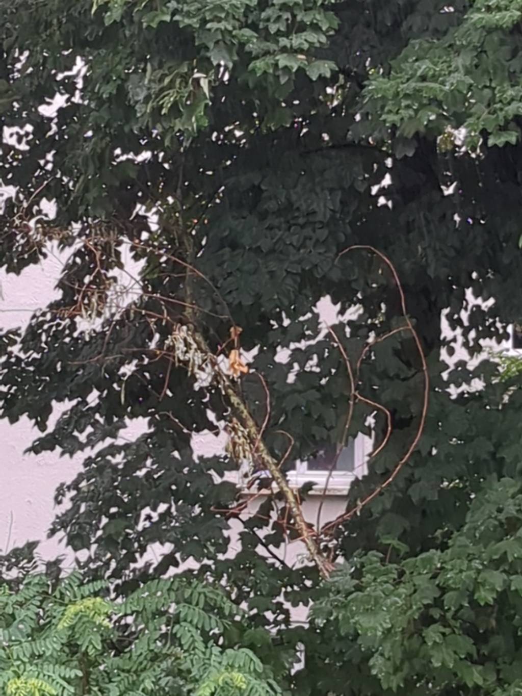 Branche cassée suspendue au-dessus de rue.