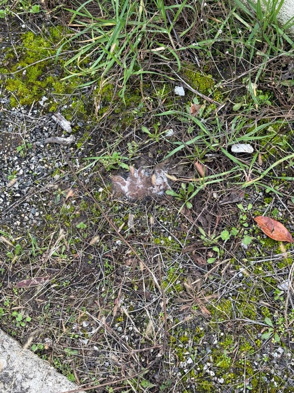 Photo 2 - Déjections canines rue de Plein Sud