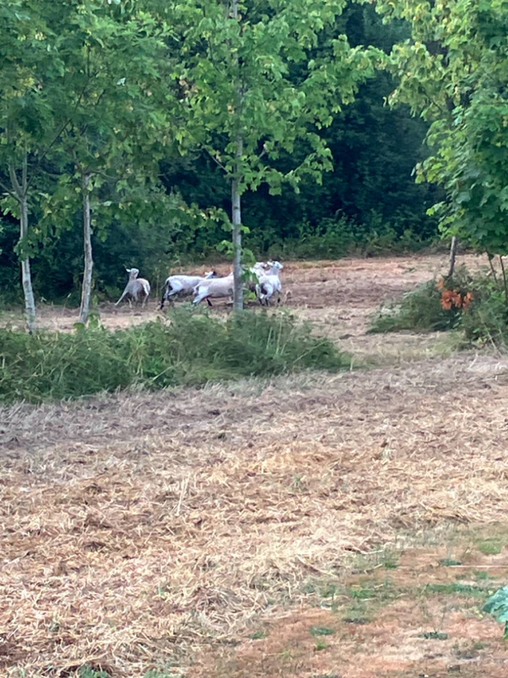 Évasion de moutons à l'écoparc Beauregard.