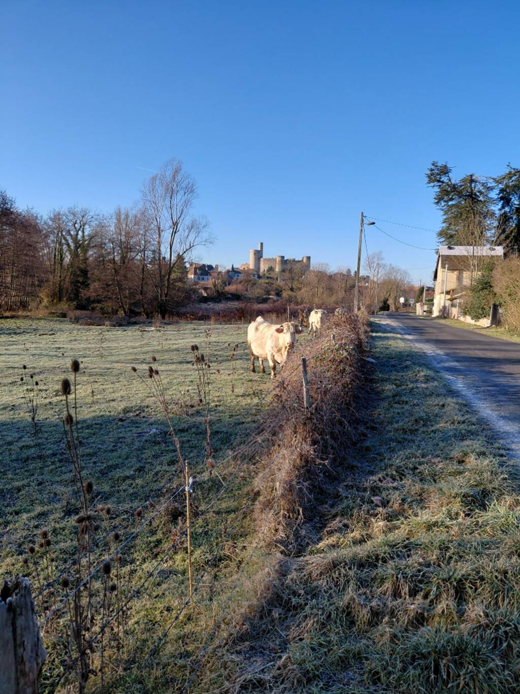 Signalement maltraitance animale bovine en champ