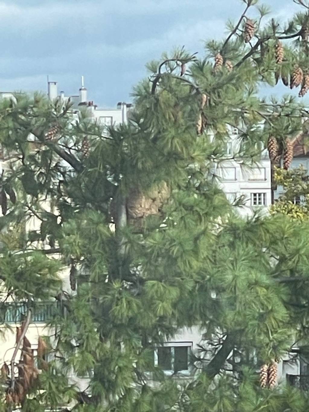 Nid de frelons dans école maternelle.