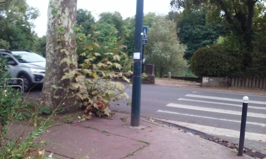 Excroissances bloquant visibilité passage piéton.