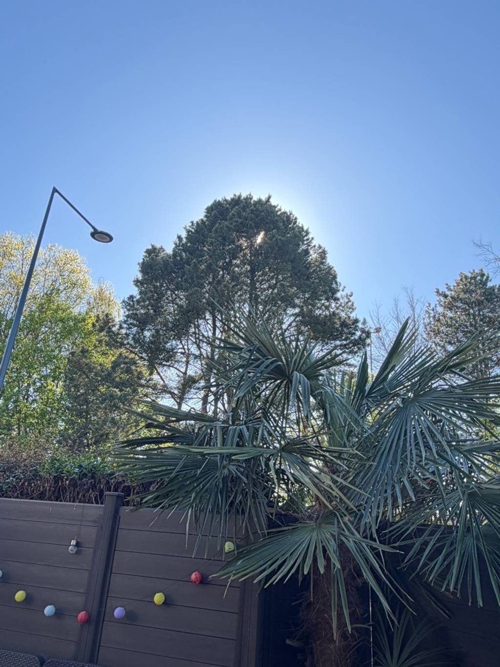 Photo 2 - Arbre gênant devant habitation