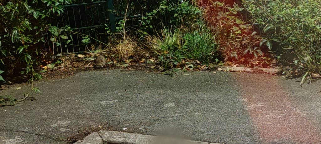 Infestation de rats près de gare.