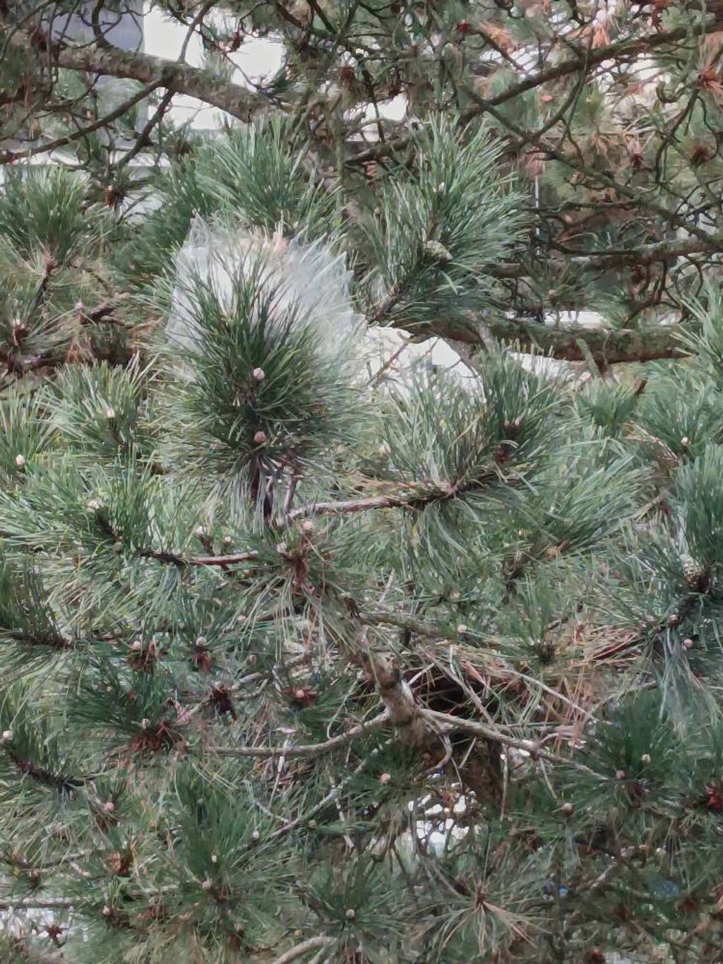 Présence de nids de chenilles processionnaires.