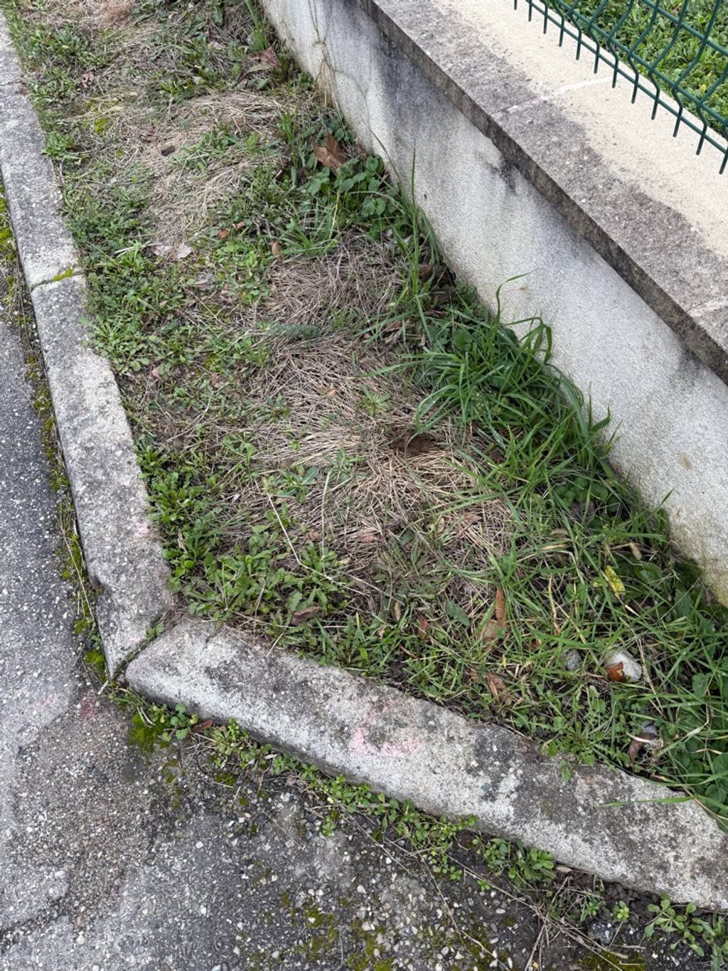 Photo 5 - Déjections canines rue de Plein Sud