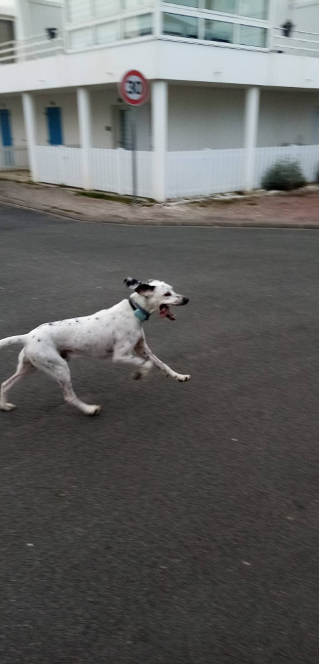 Signalement chien errant résidence Grande Plage
