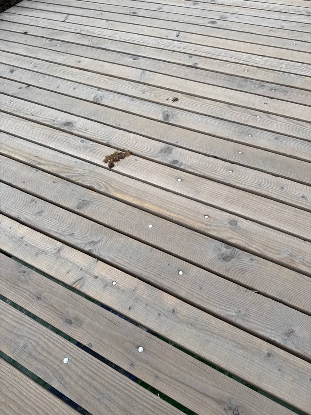 Déjections canines dans les espaces publics