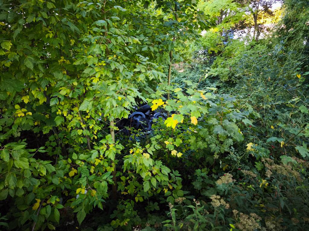 Dépôt illégal de pneus dans zone humide.