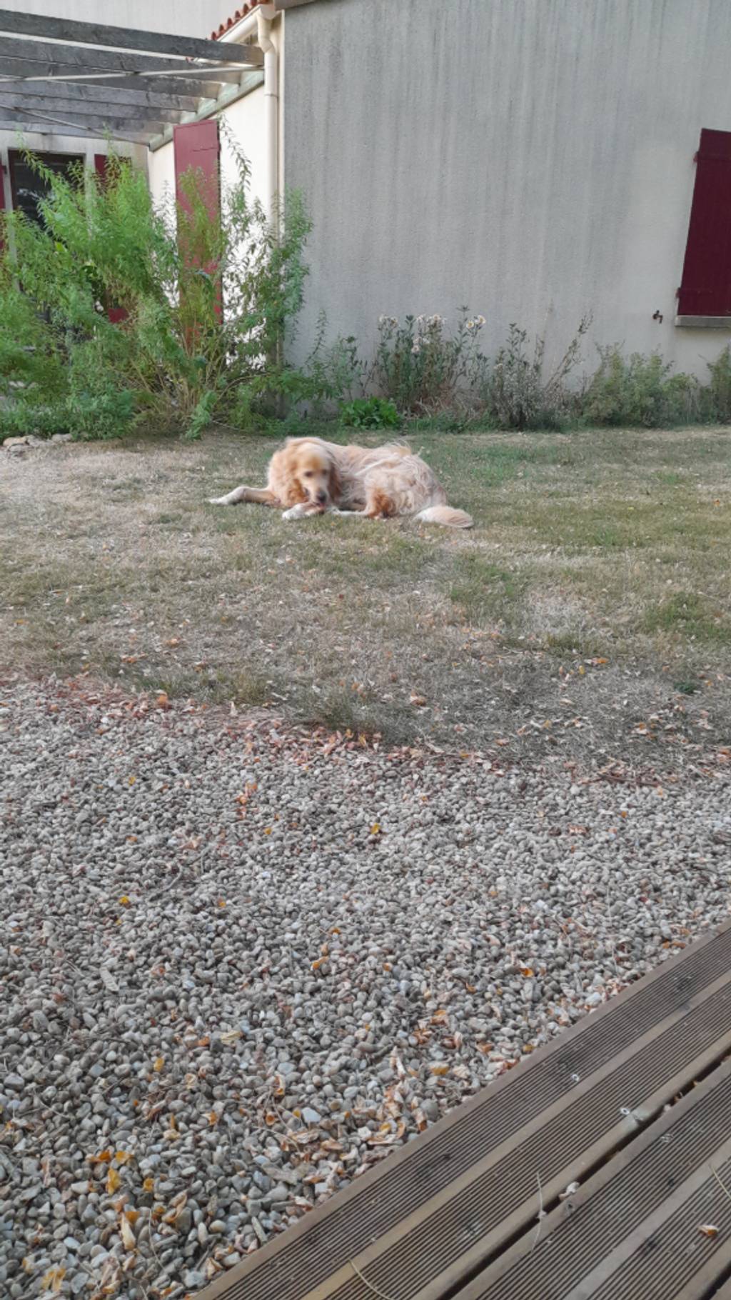 Présence de chien errant labrador jaune.