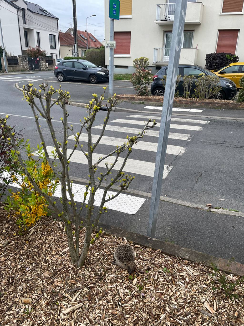 Hérisson retrouvé mort